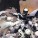 Batman #1