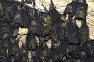 bats